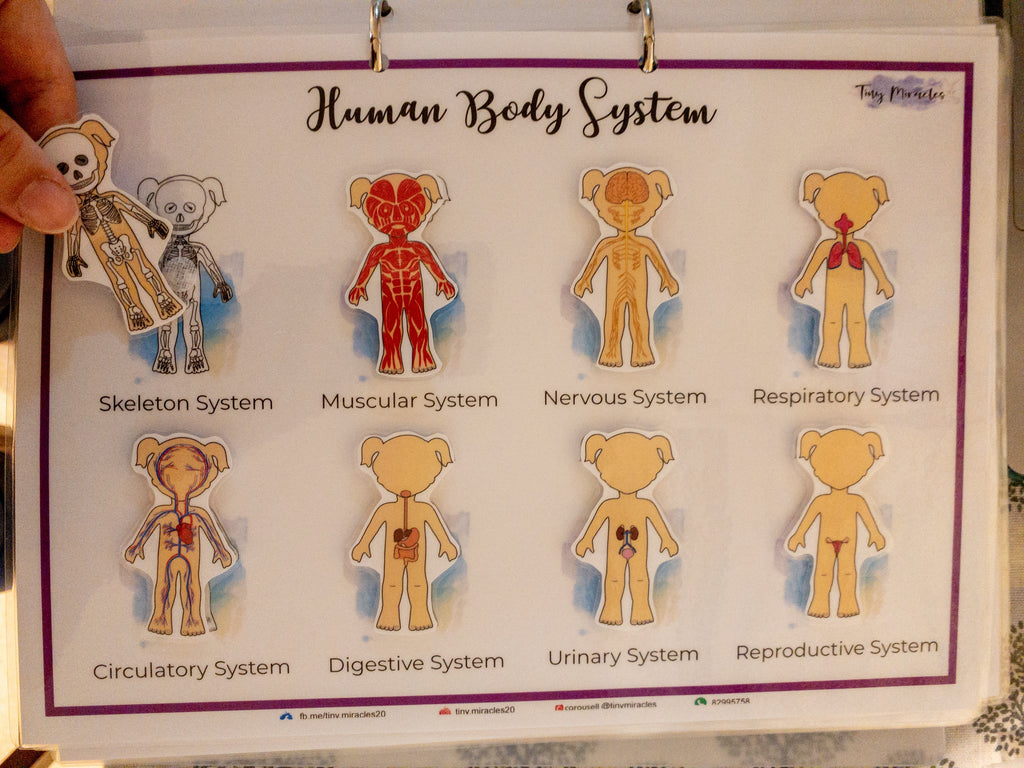 Human Anatomy Body Systems Shadow Match (HA02)