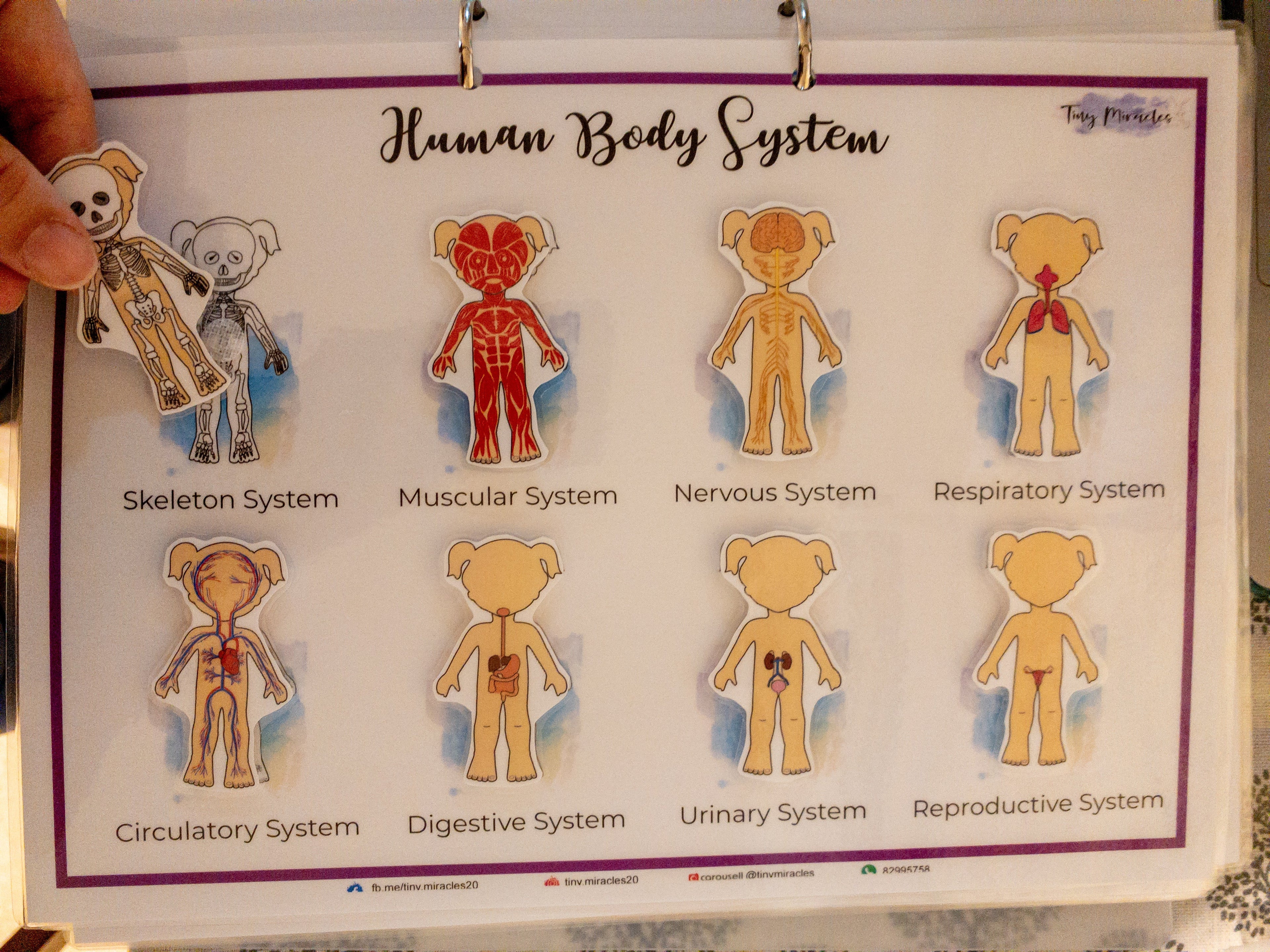 Human Anatomy Body Systems Shadow Match (HA02)