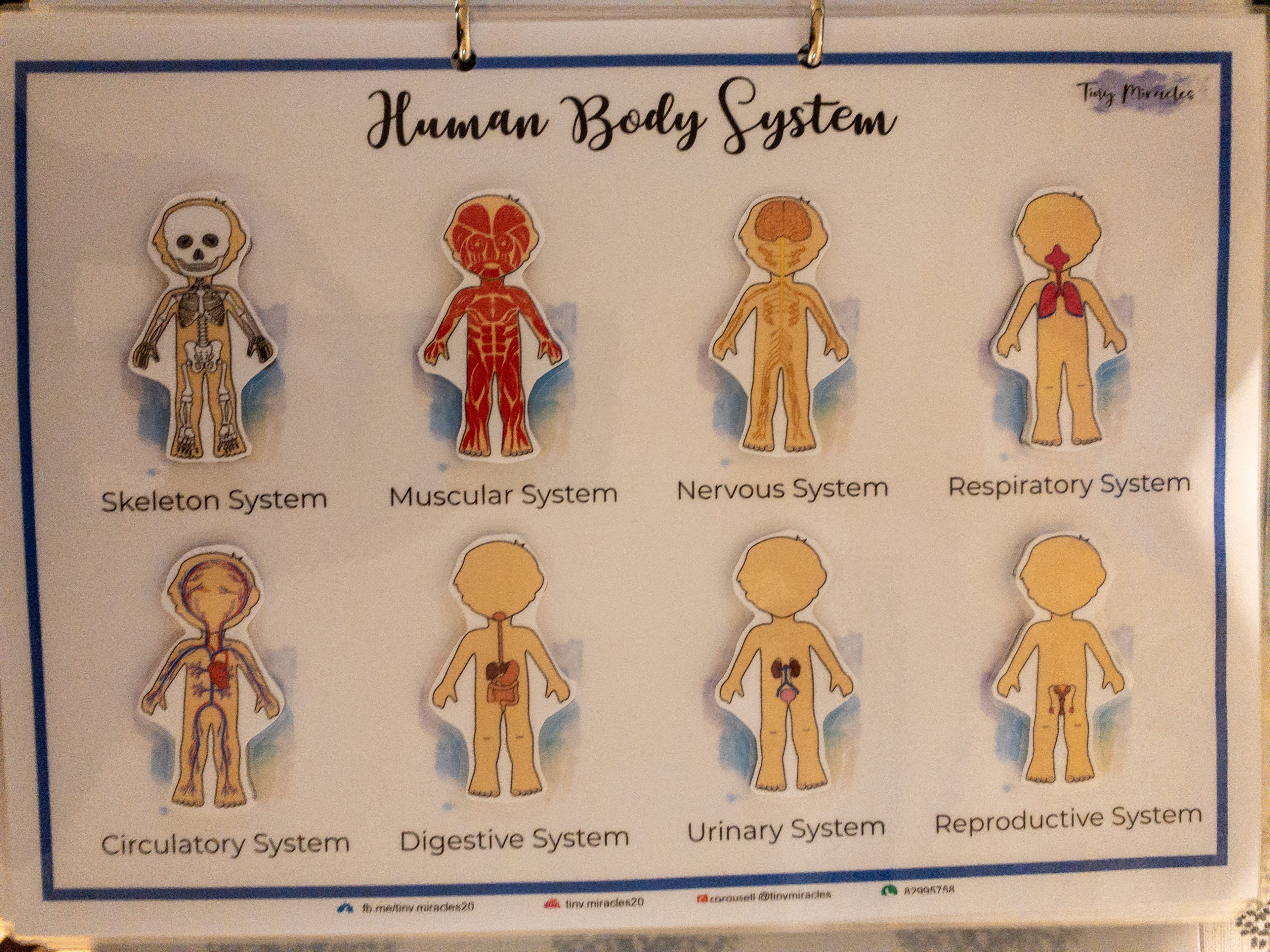 Human Anatomy Body Systems Shadow Match (HA02)
