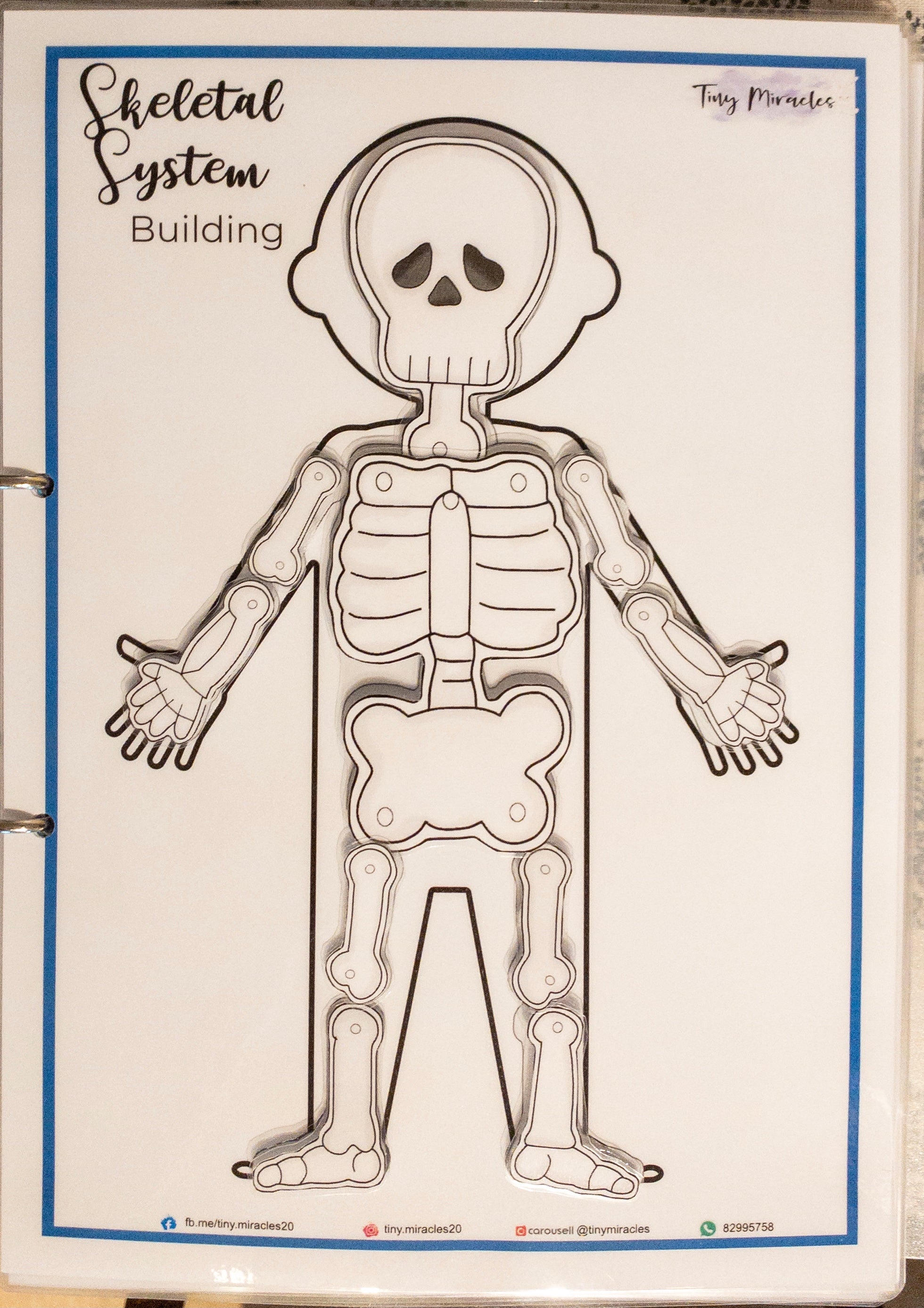 Human Anatomy Skeletal System (HA03)