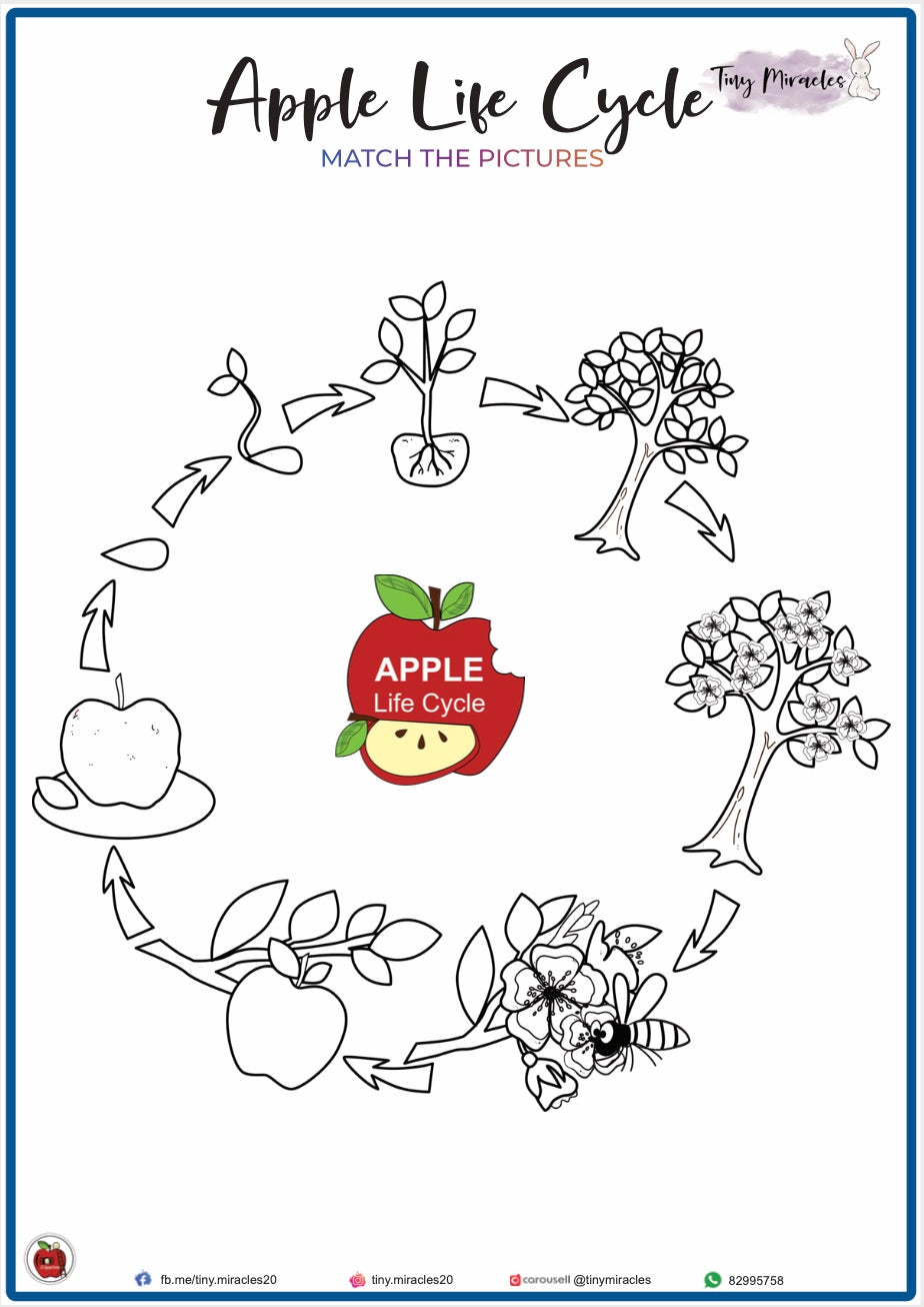 Apple Life Cycle - Picture Match (S04)