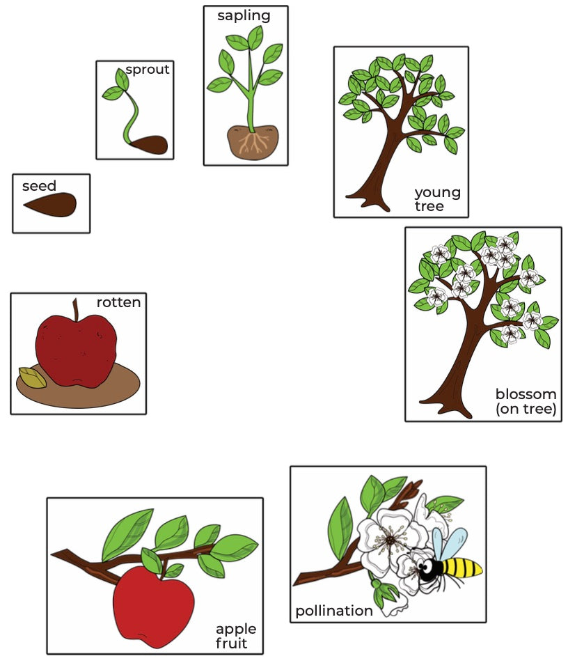 Apple Life Cycle - Picture Match (S04)