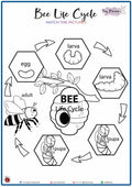 Bee Life Cycle - Picture Match (S03)