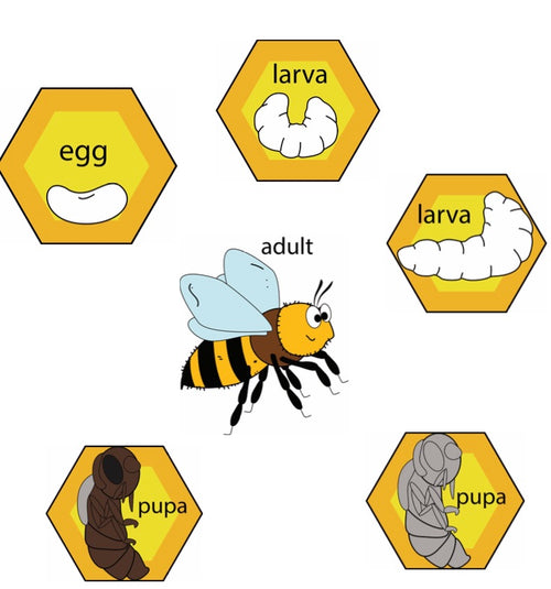 Bee Life Cycle - Picture Match (S03)