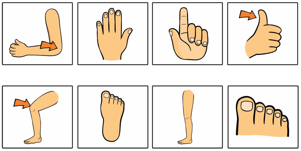 Body Parts Shadow Match (OW16B)