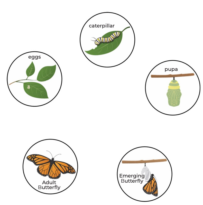 Butterfly Life Cycle - Picture Match (S02)