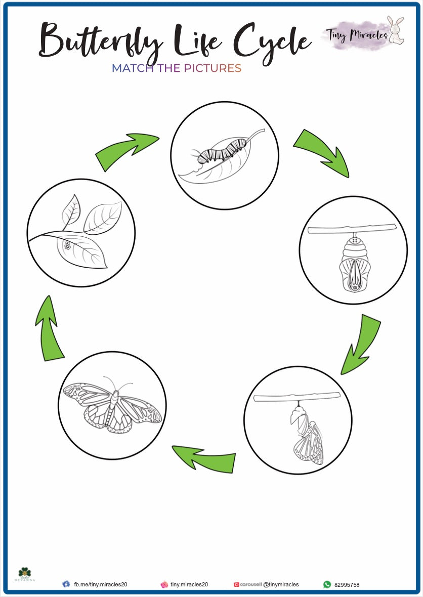 Butterfly Life Cycle - Picture Match (S02)