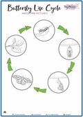 Butterfly Life Cycle - Picture Match (S02)
