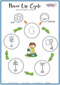 Flower Life Cycle - Picture Match (S05)