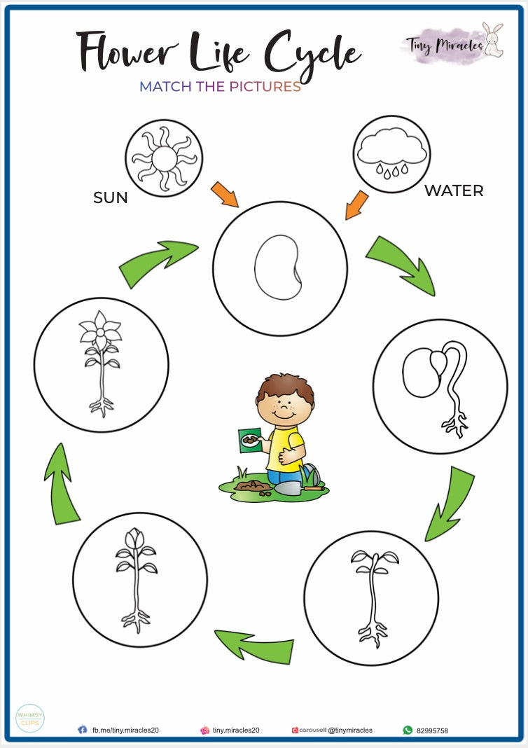 Flower Life Cycle - Picture Match (S05)