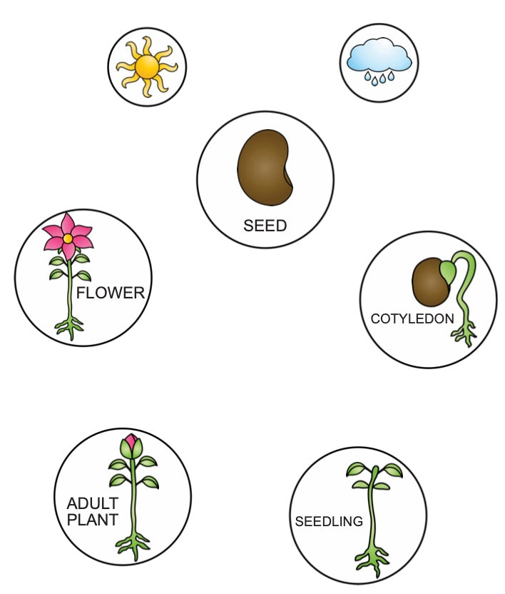 Flower Life Cycle - Picture Match (S05)