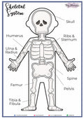 Human Anatomy Skeletal System (HA03)