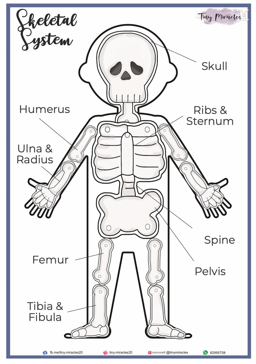 Human Anatomy Skeletal System (HA03)