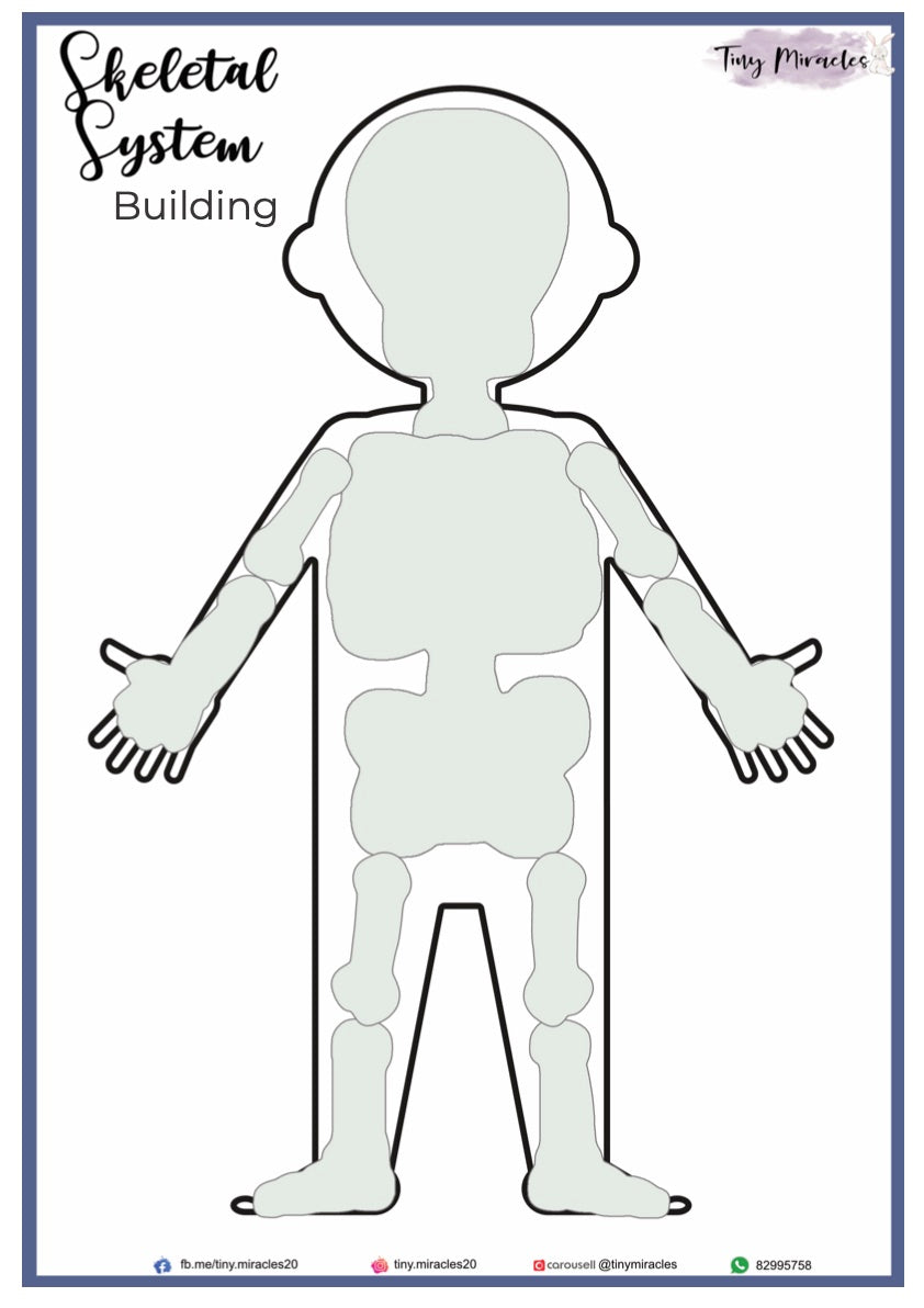 Human Anatomy Skeletal System (HA03)