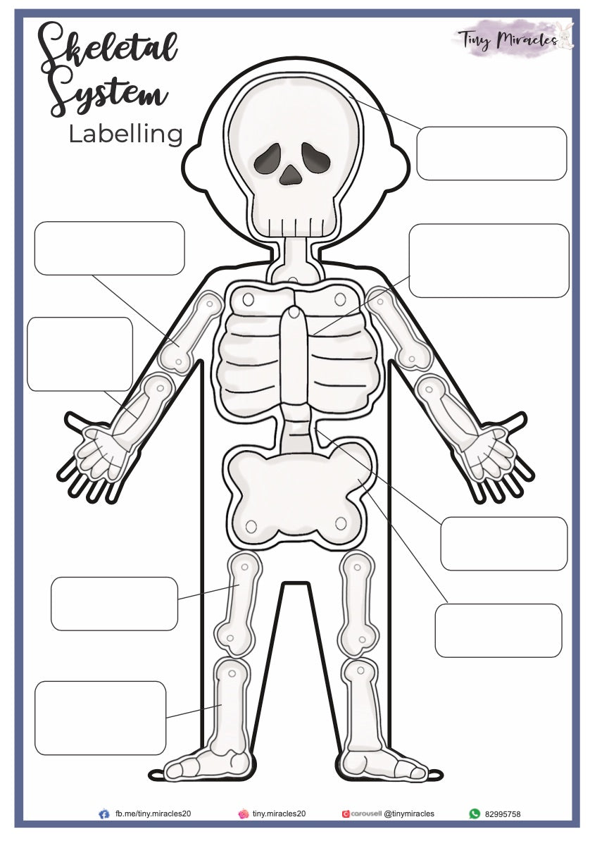 Human Anatomy Skeletal System (HA03)
