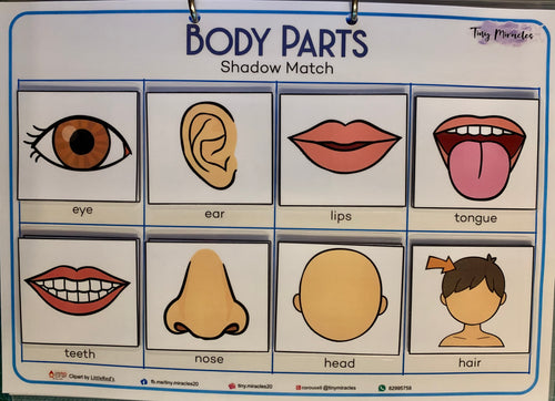 Body parts shadow match educational chart with illustrations and labels.