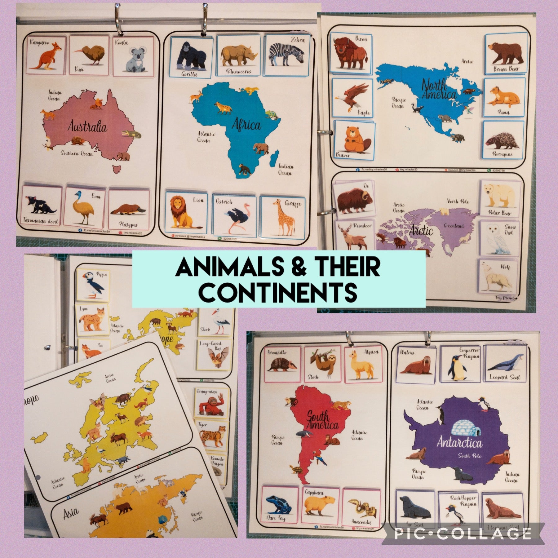 Animals on Each Continent of the World (W02)