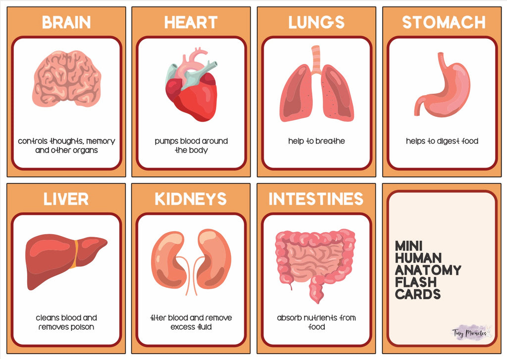 Human Anatomy Organ Set (HA01)