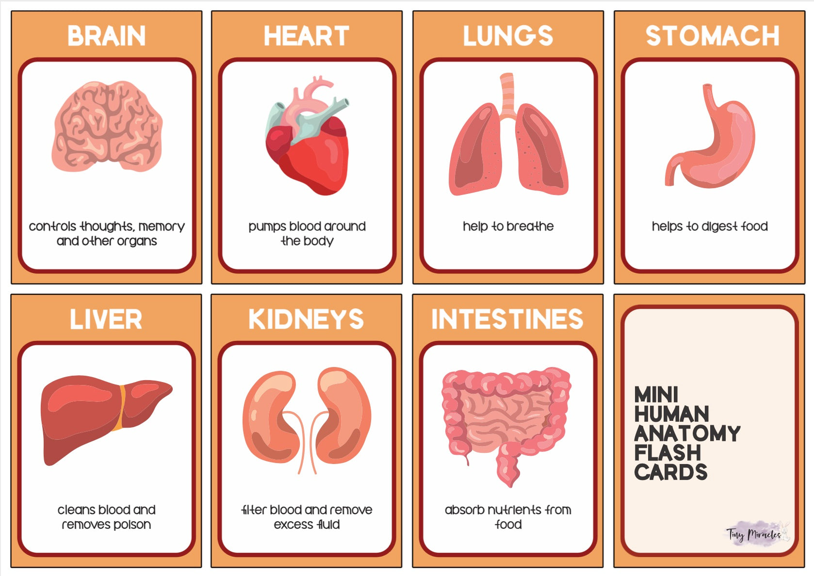 Human Anatomy Organ Set (HA01)