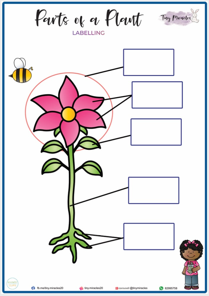 Parts of a Flower - Labelling (S06)
