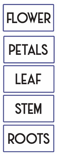 Parts of a Flower - Labelling (S06)