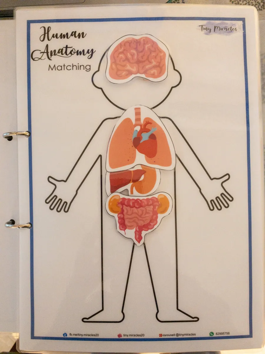 Educational chart of human anatomy with labeled organs on a body outline.