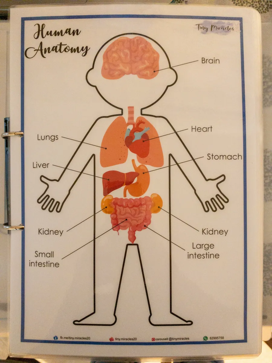 Diagram of human anatomy with labeled organs Reference Sheet