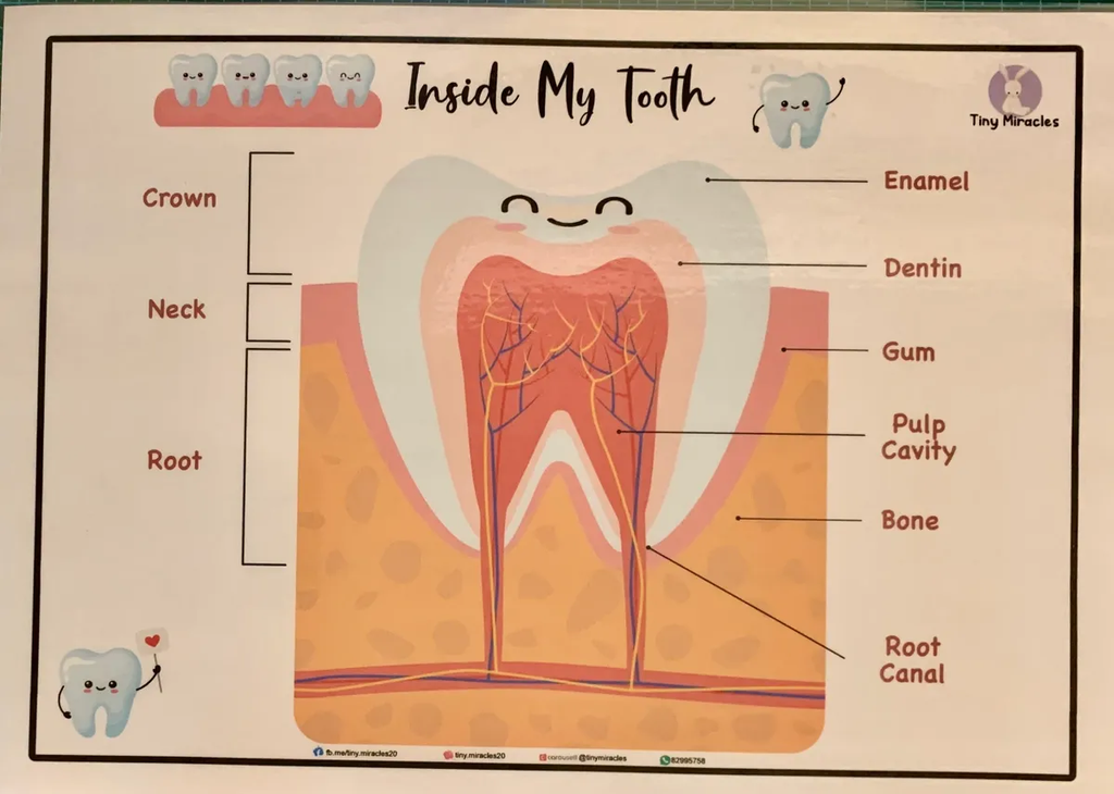 Science Activity Busy Book | Brain, Heart & Teeth Human Body Learning