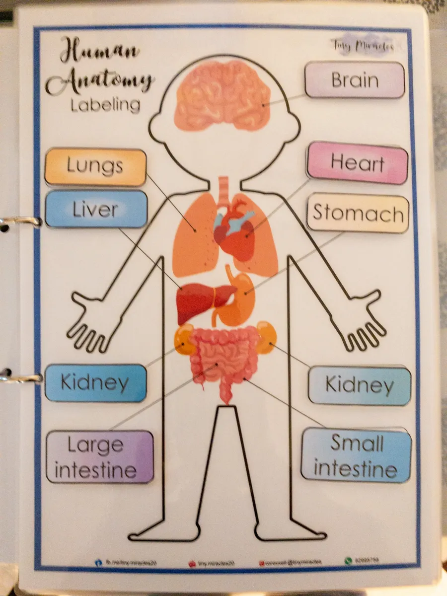 Human anatomy labeling chart with labeled organs