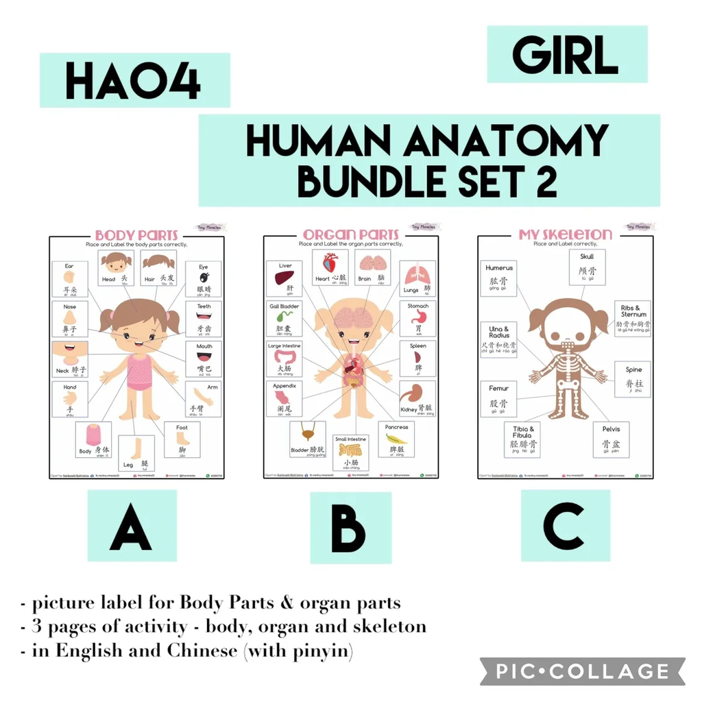 Human anatomy bundle set for girls with body parts, organs, and skeleton illustrations.