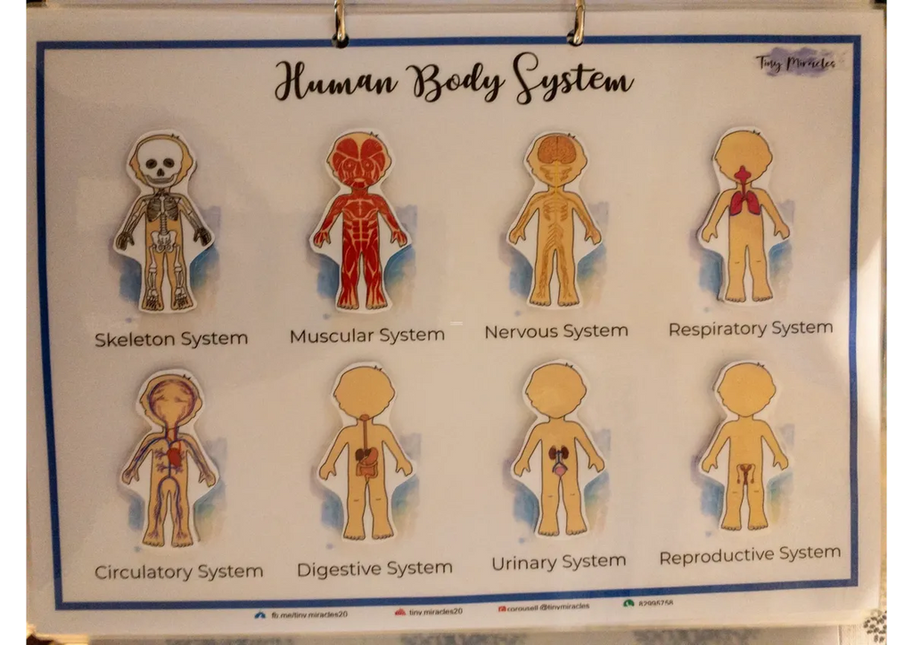 Educational chart of the human body systems 