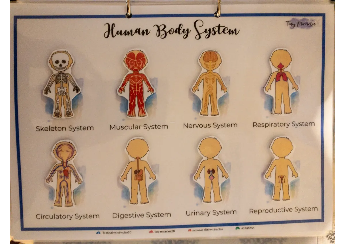 Educational chart of the human body systems 