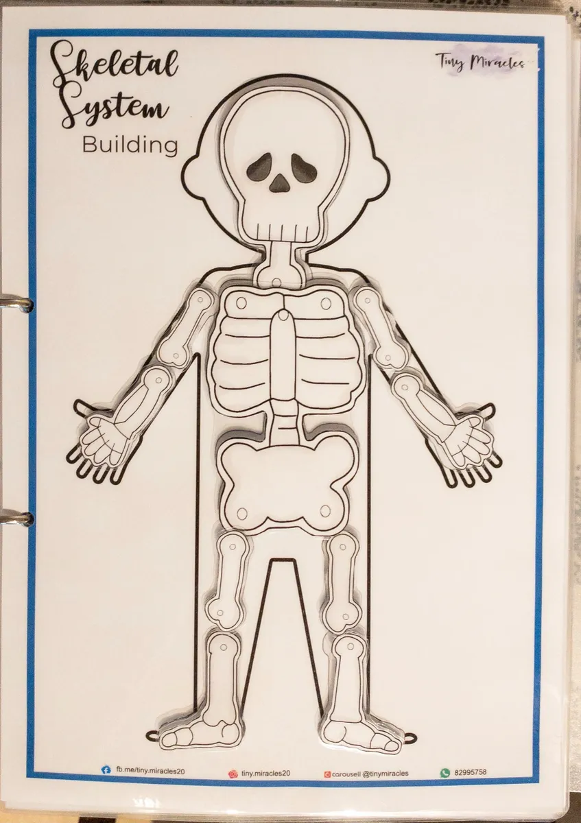 Skeleton diagram labeled 'Skeletal System Building' 