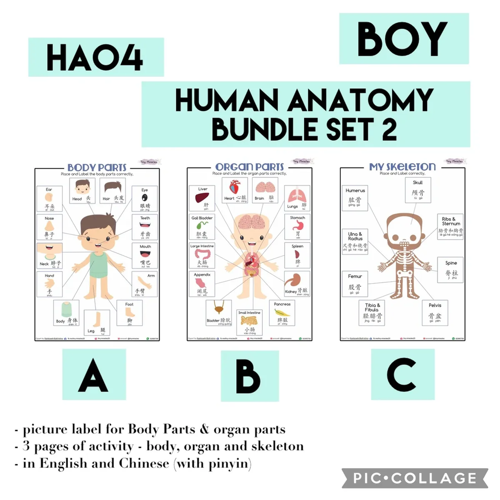 Human anatomy bundle set 2 for boys with labeled body parts, organs, and skeleton on a white background.