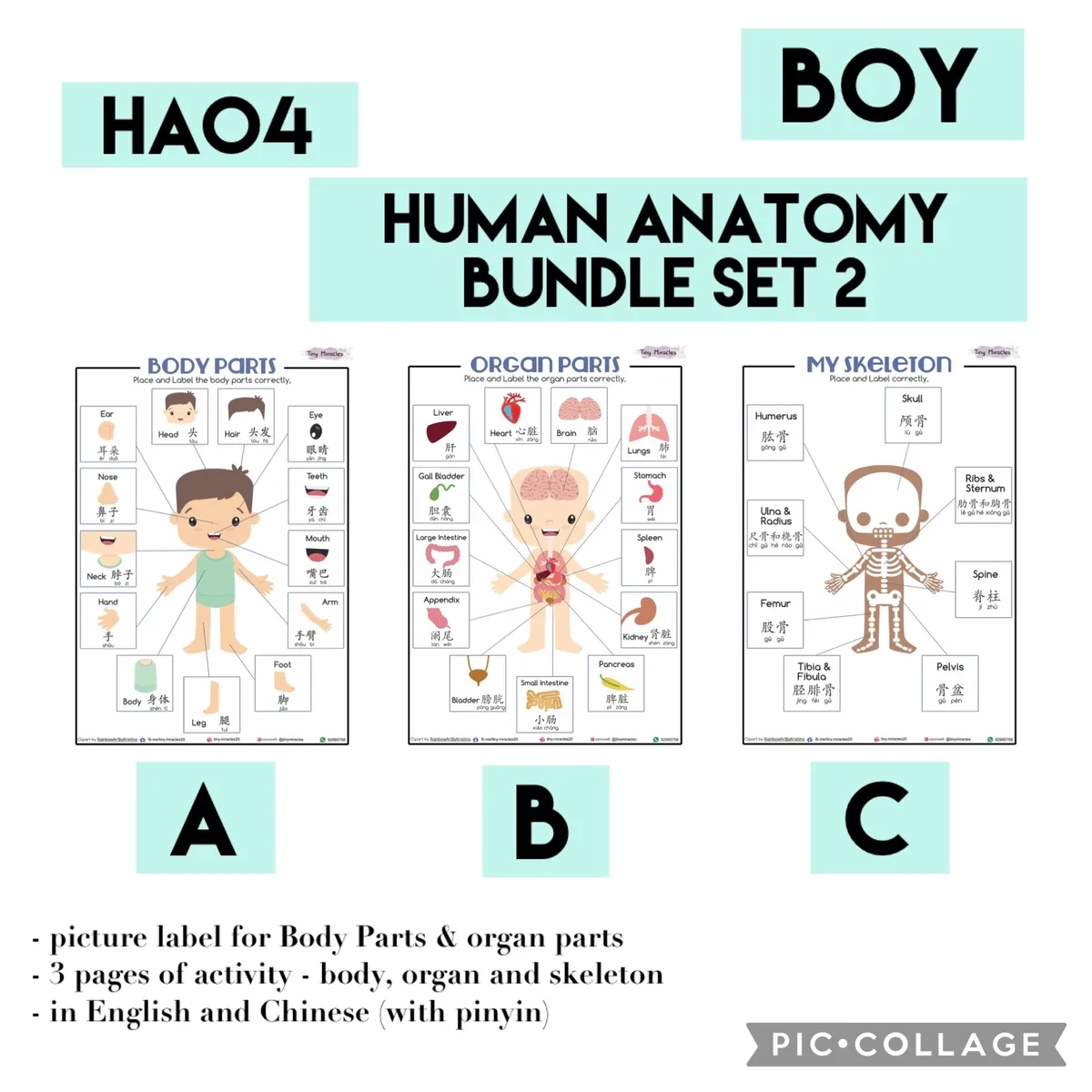 Human anatomy bundle set 2 for boys with labeled body parts, organs, and skeleton on a white background.