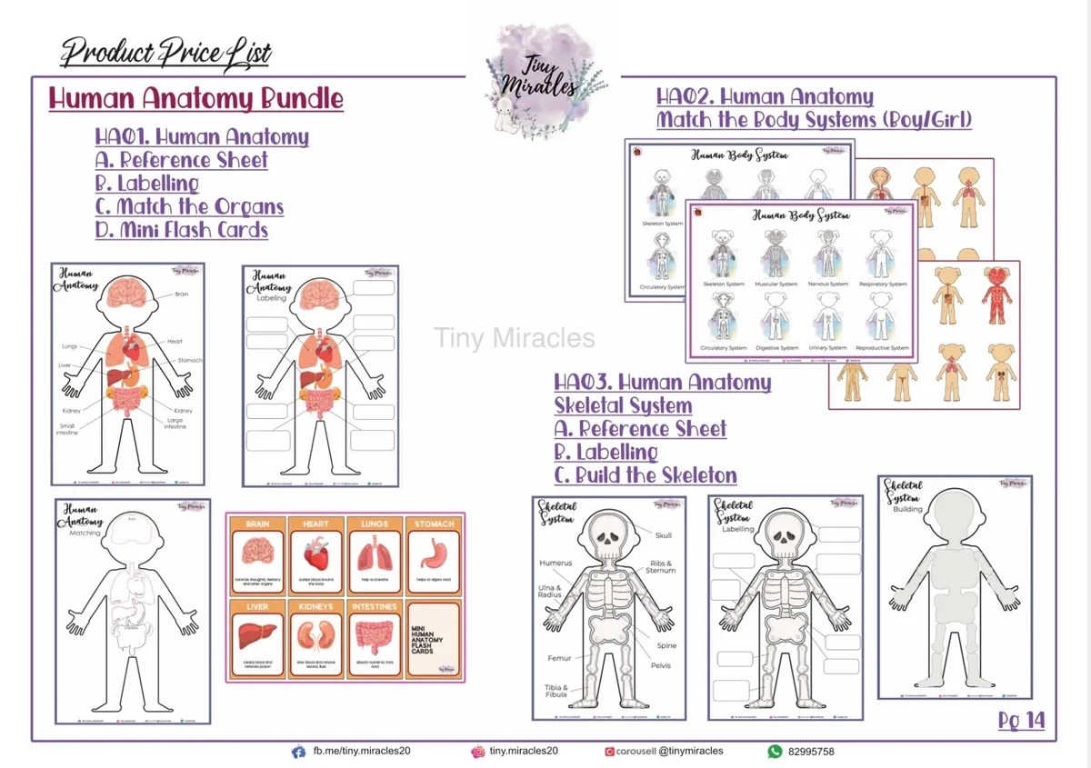 Human anatomy educational materials including reference sheets , Labelling and matching organs, body systems and build skeleton .