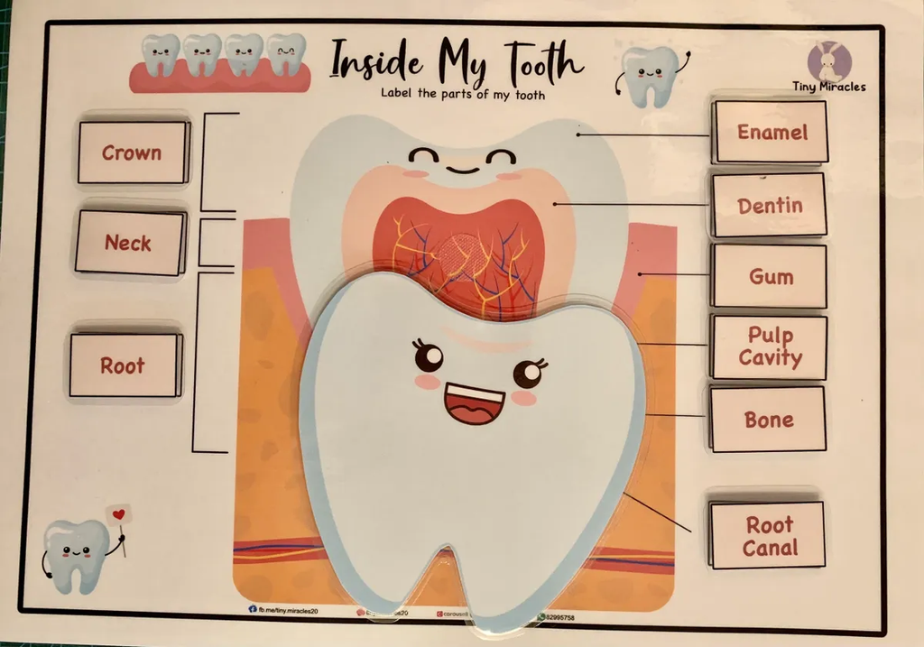 Science Activity Busy Book | Brain, Heart & Teeth Human Body Learning