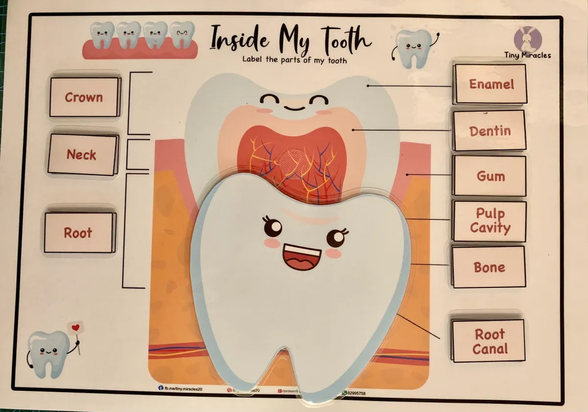 Science Activity Busy Book | Brain, Heart & Teeth Human Body Learning