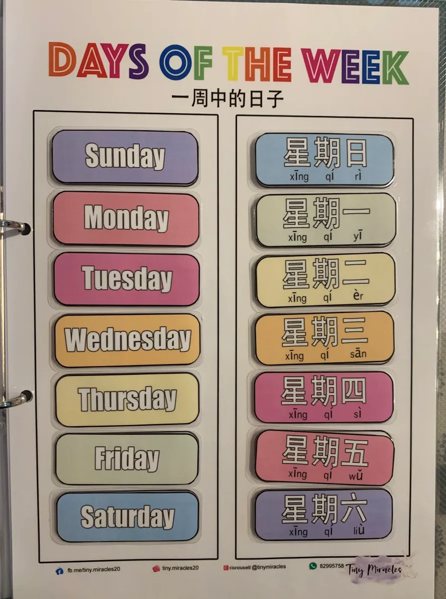 Days of the Week (English & Chinese)
