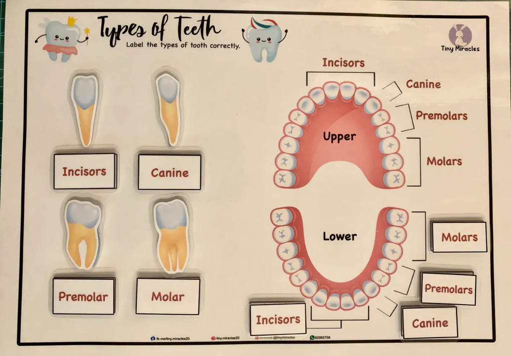 Science Activity Busy Book | Brain, Heart & Teeth Human Body Learning