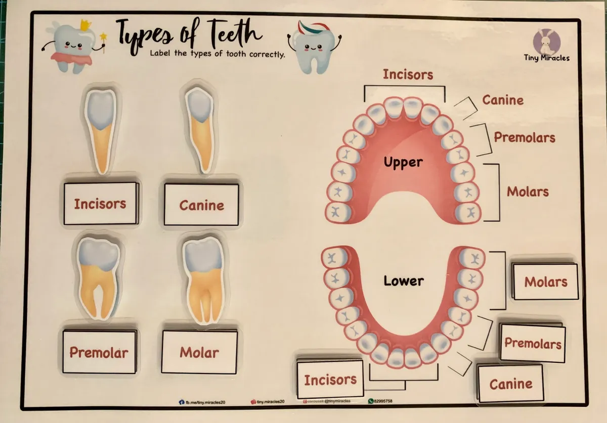 Science Activity Busy Book | Brain, Heart & Teeth Human Body Learning