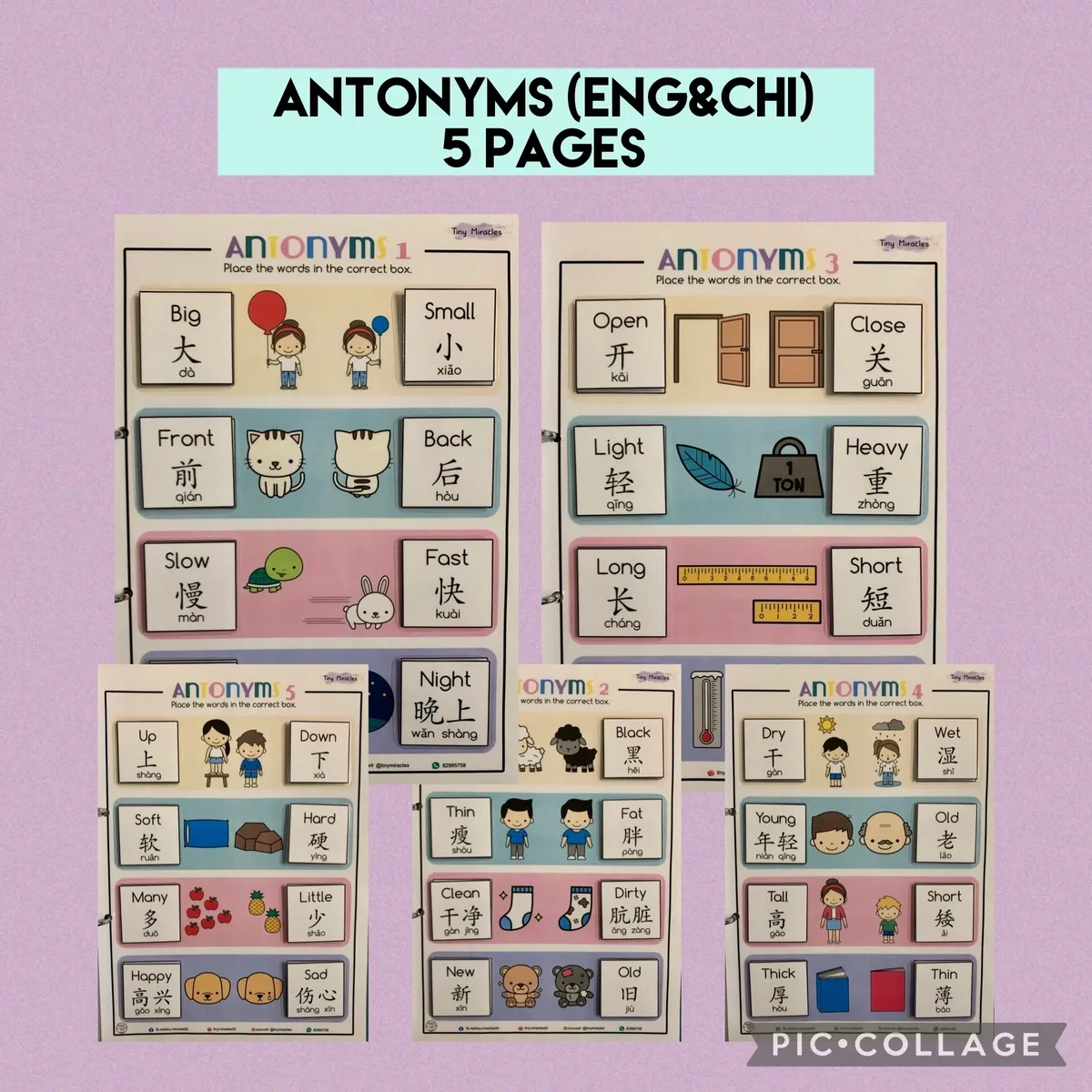 Educational material for antonyms in English and Chinese on a purple background