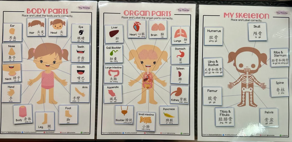 Three educational posters about body parts, organ parts, and skeleton on a white background.