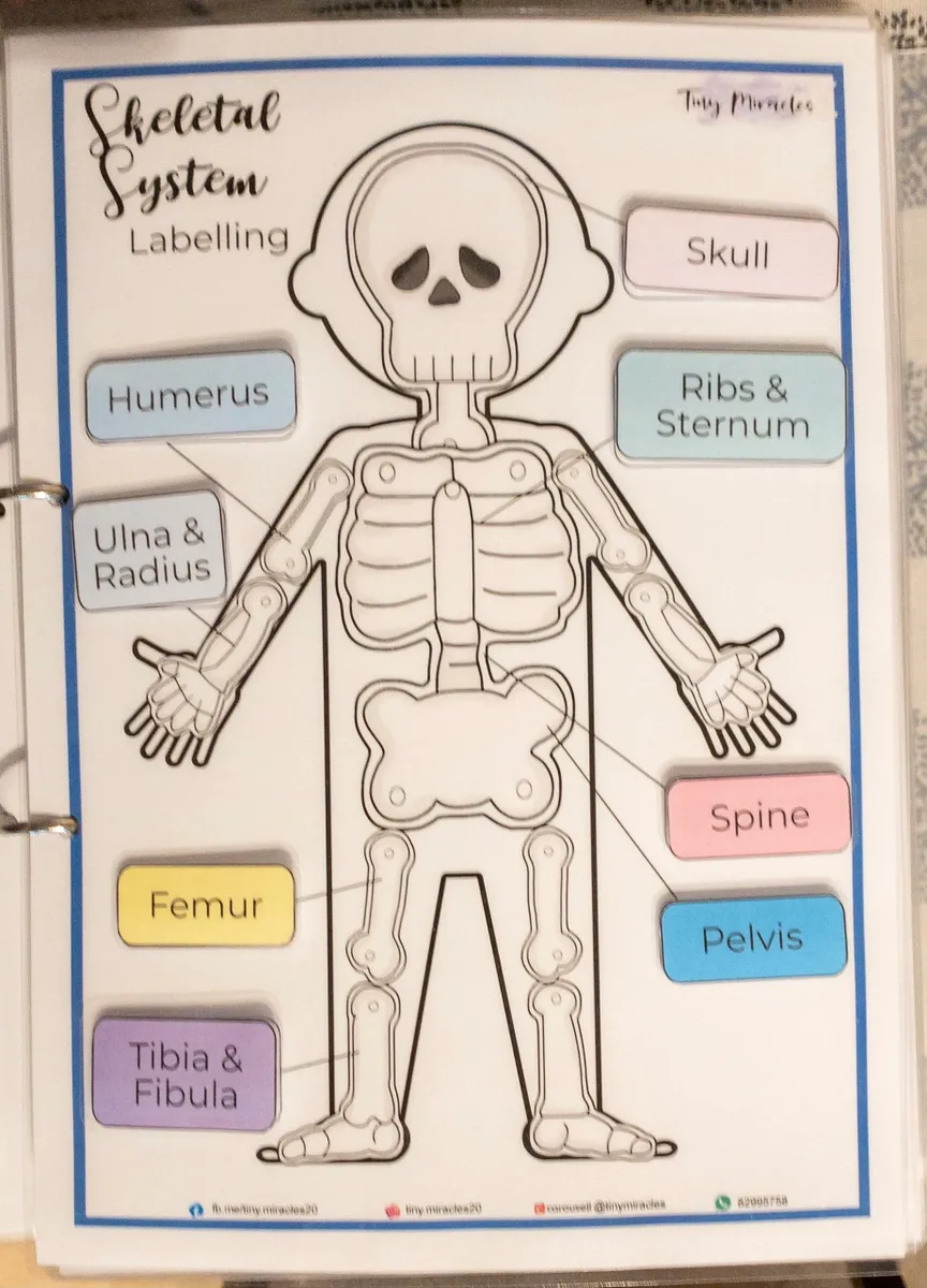 Skeletal system diagram with labeled parts 