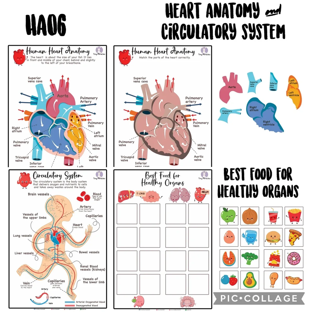Science Activity Busy Book | Brain, Heart & Teeth Human Body Learning