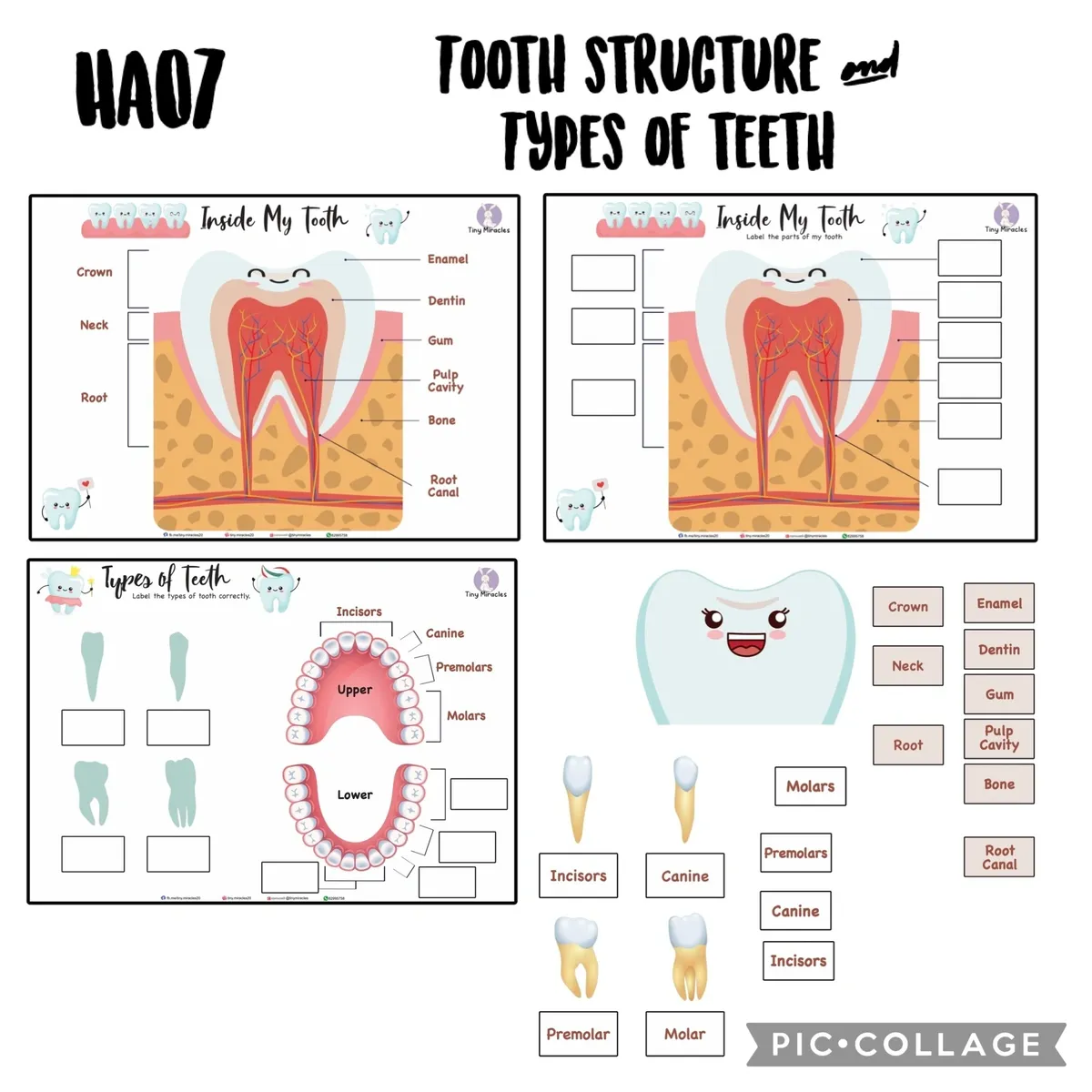 Science Activity Busy Book | Brain, Heart & Teeth Human Body Learning
