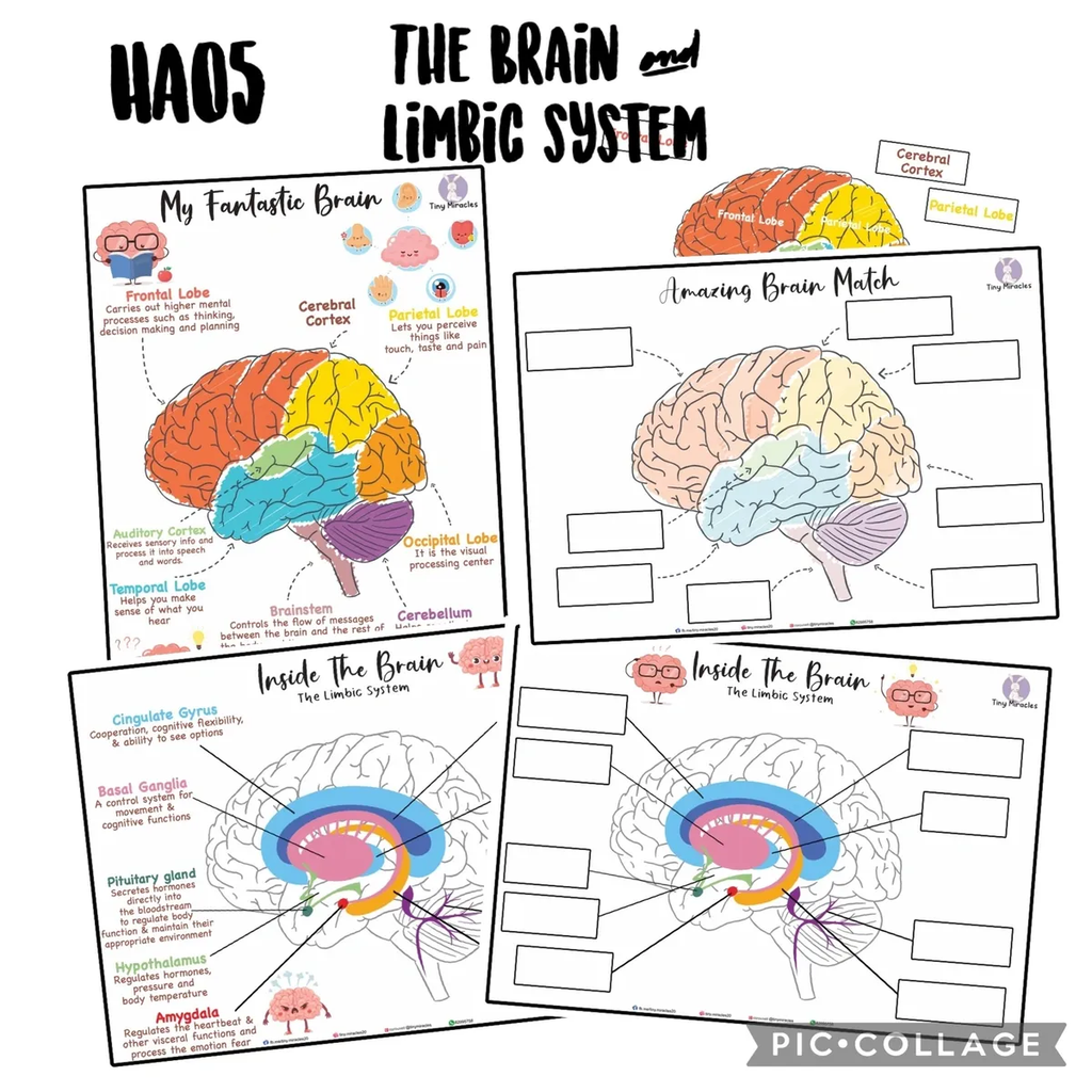 Science Activity Busy Book | Brain, Heart & Teeth Human Body Learning
