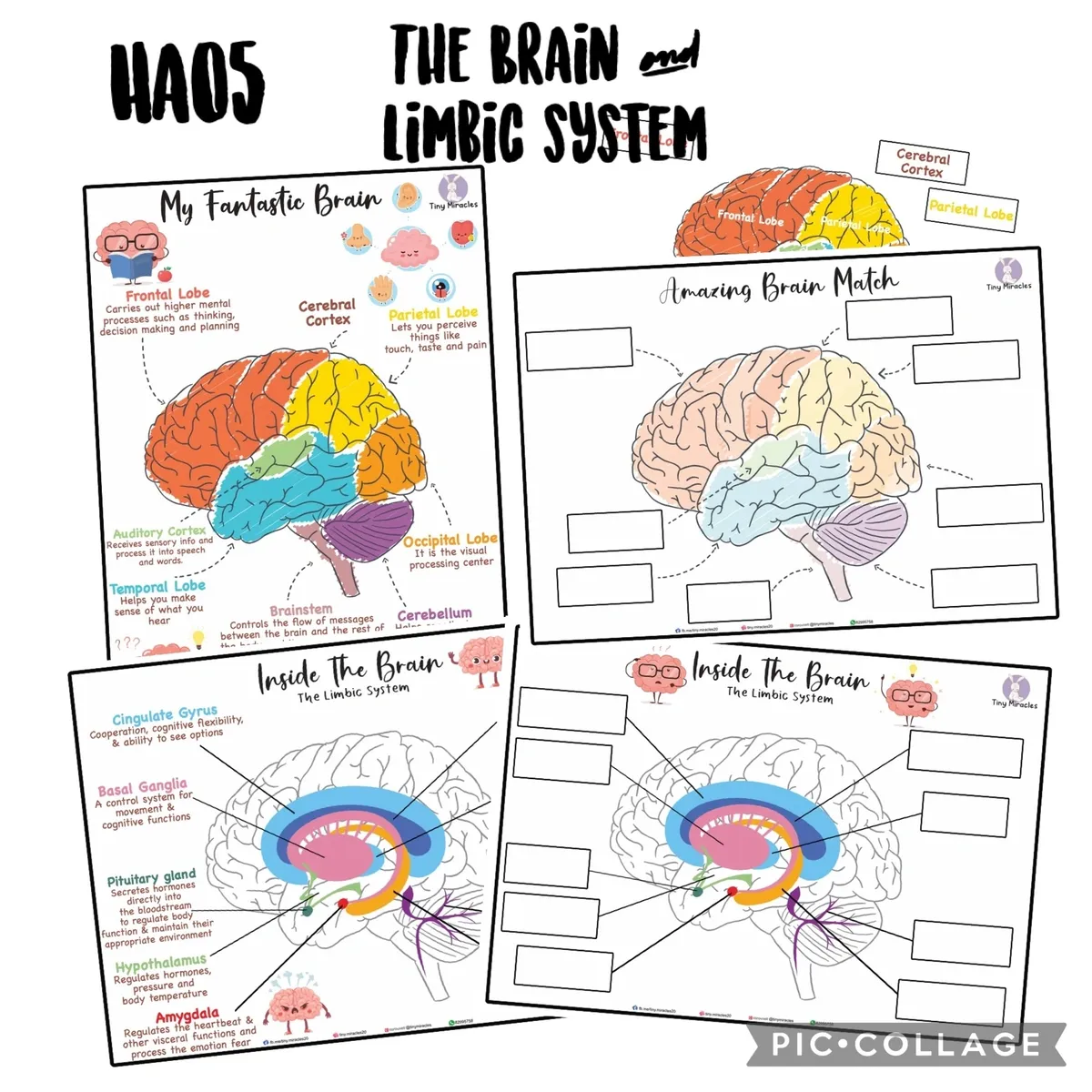 Science Activity Busy Book | Brain, Heart & Teeth Human Body Learning