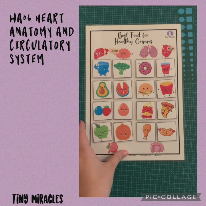 Science Activity Busy Book | Brain, Heart & Teeth Human Body Learning