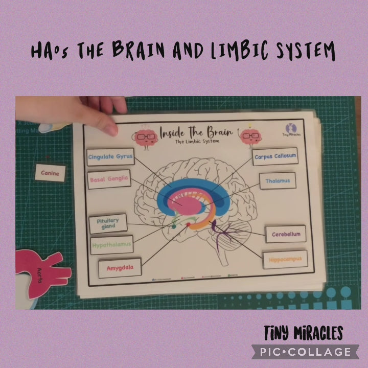 Science Activity Busy Book | Brain, Heart & Teeth Human Body Learning
